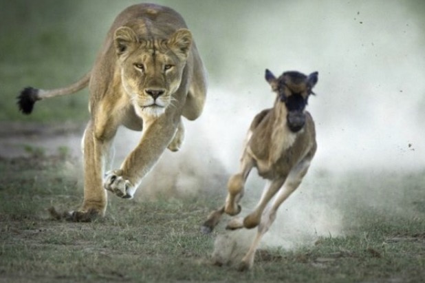 Lion Vs. Gazelle